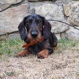 Cipísek z Lipové pohádky