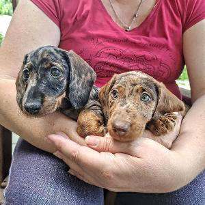 zleva Opička Kulička -- Ozinka Pusinka