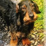 Shadow v. Margelchopf (FCI)