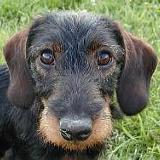 Dalamánek Valentinka